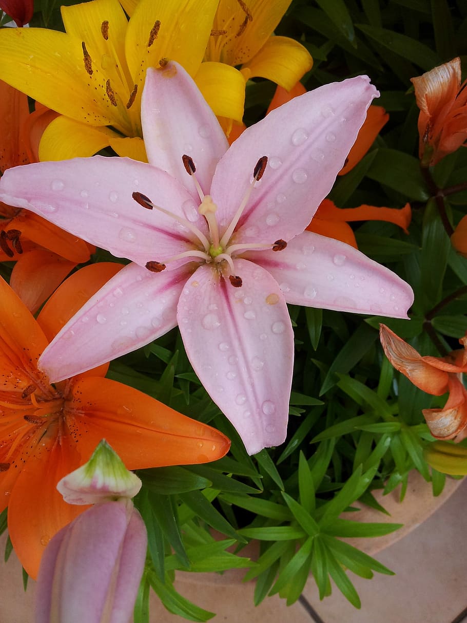 Flower, Lily, Pink, Iris, Nature, fragility, petal, freshness HD wallpaper