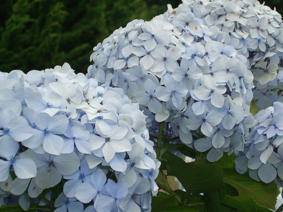 hydrangeas, blue, flower, flowering plant, vulnerability, fragility HD wallpaper