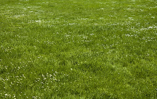 green grass, Meadow, Rush, Space, Plant, texture, environment HD wallpaper