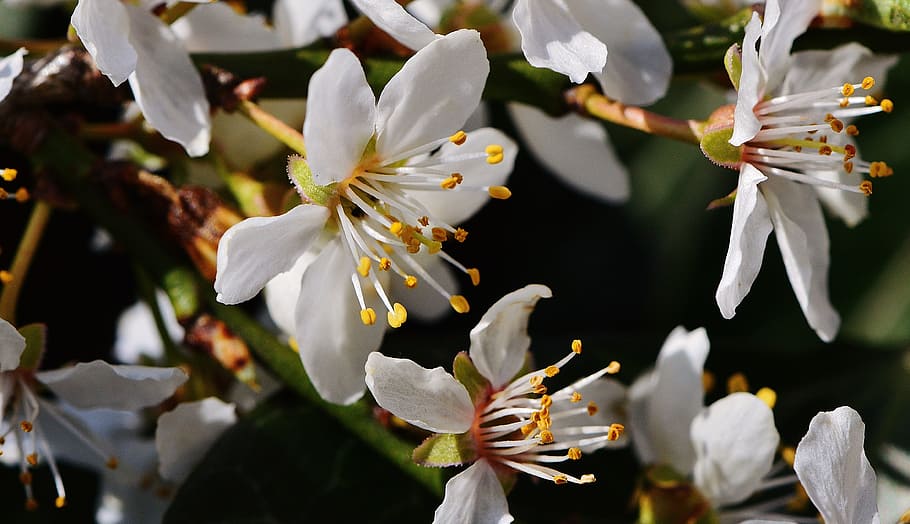 spring, blossom, bloom, nature, plant, tree, garden, white HD wallpaper