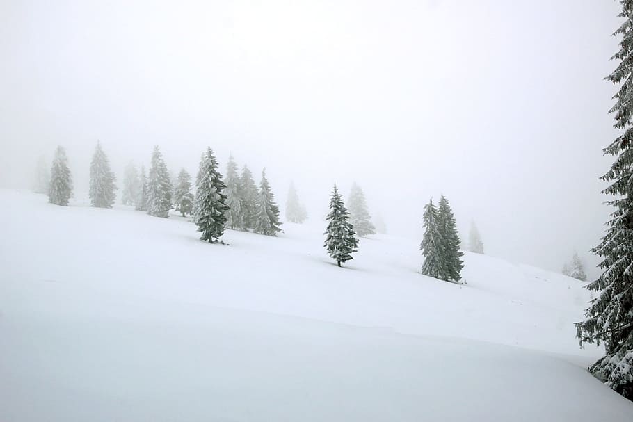 snow, winter, cold, frost, wood, nature, cold temperature, tree HD wallpaper