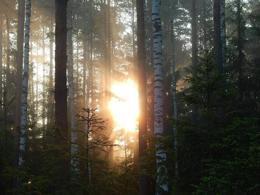 golden hour photography of forest trees, sunlight passing through trees HD wallpaper