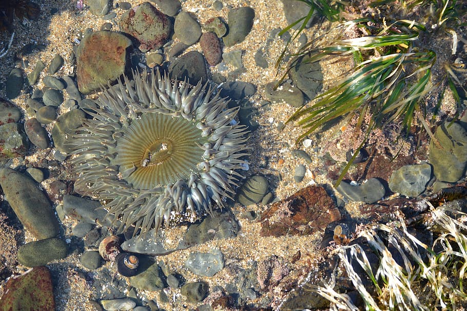 Anemone, Sea, Ocean, Creature, Aquatic, marine, water, sea life HD wallpaper