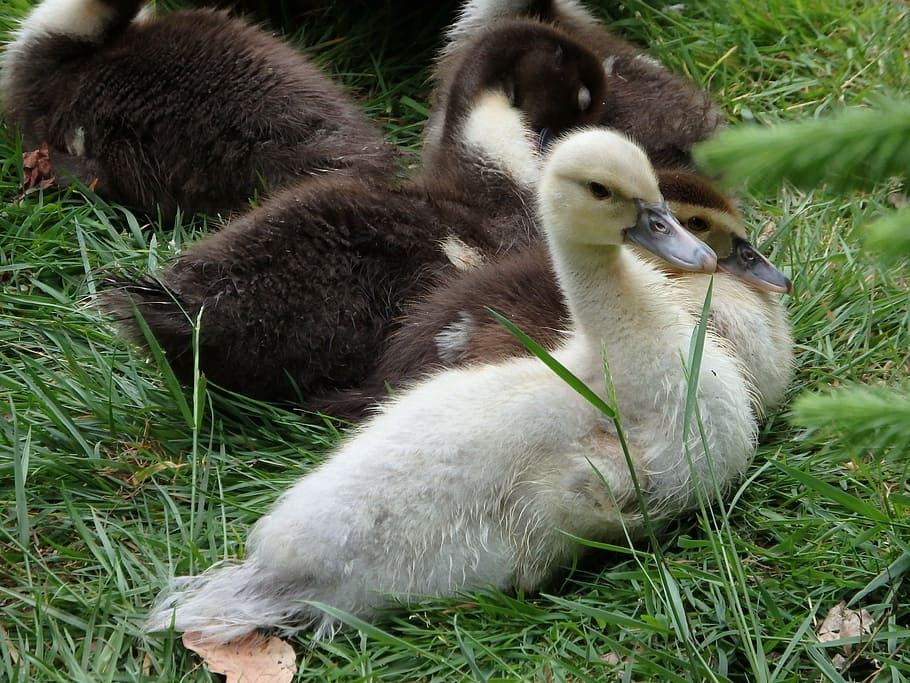 chicks, duck, ducks, animals, nature, water, birds, pond, goose HD wallpaper