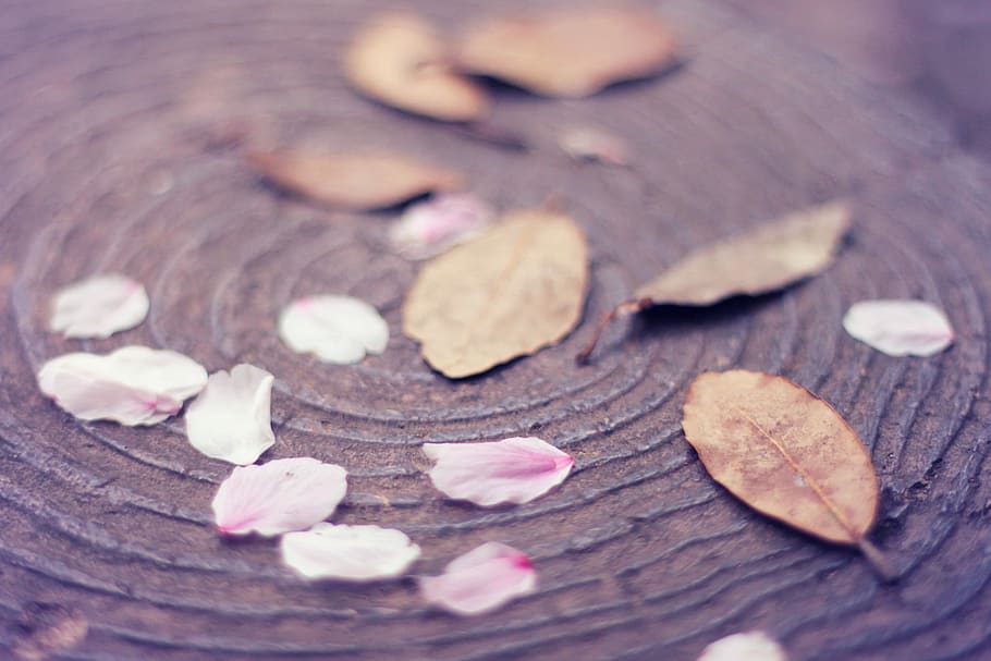leaves photography, close-up, nature, wood - Material, macro HD wallpaper