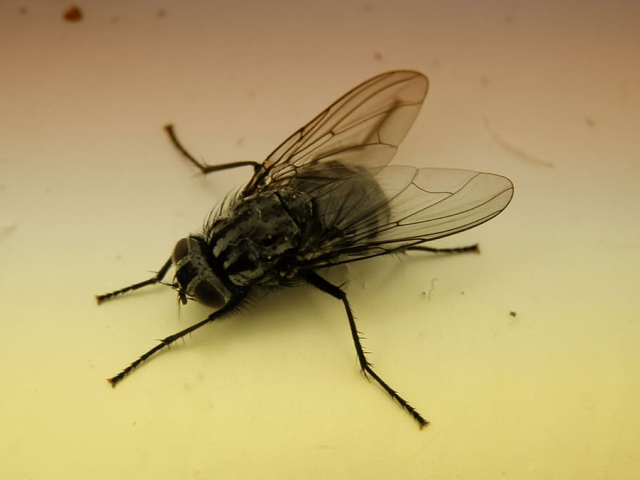 Bluebottle, Fly, Insect, Nature, Bug, housefly, animal, macro HD wallpaper