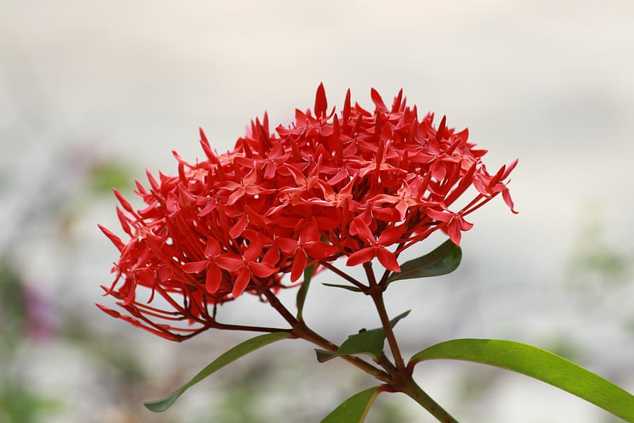 flower, red, nature, petal, plant, flower Head, flowering plant HD wallpaper