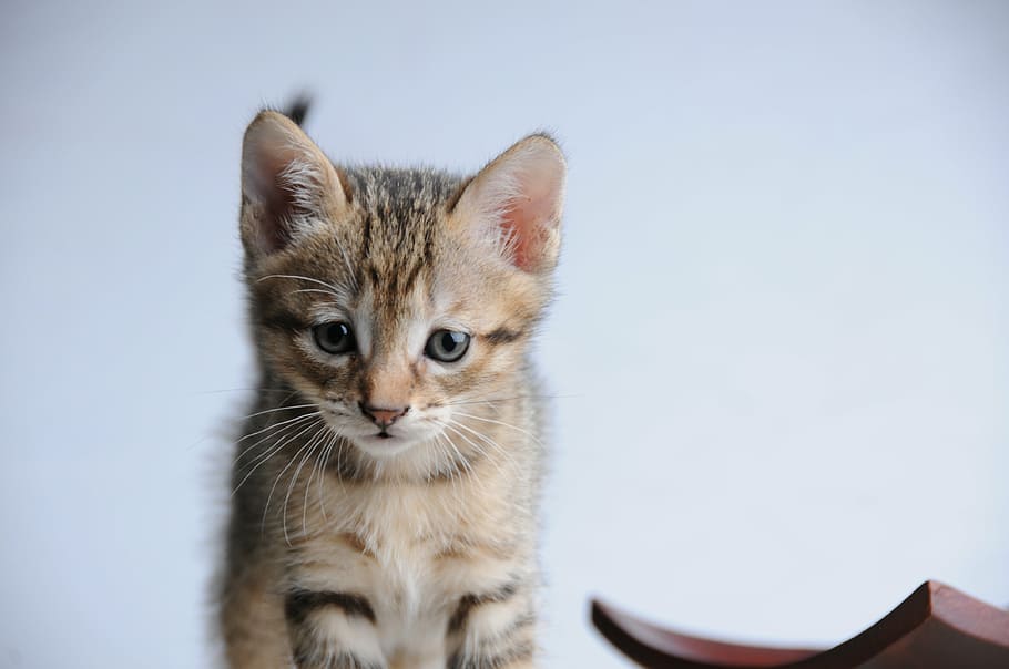 cat, small cat, 貪, domestic Cat, animal, pets, cute, mammal HD wallpaper