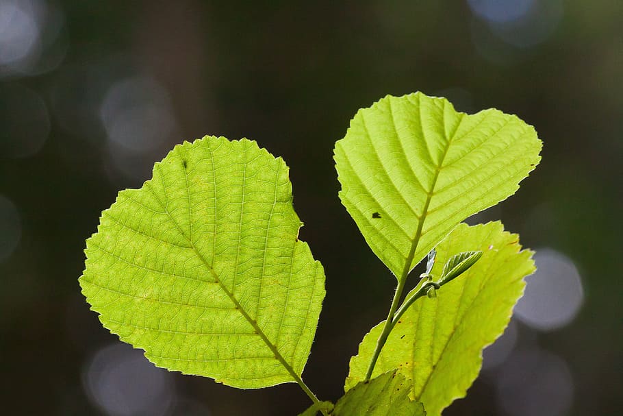 leaf, green, summer, forest, detail, bokeh, plant, plant part HD wallpaper