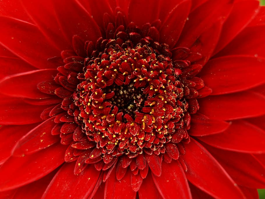 gerbera, red, flower, blossom, bloom, macro, nature, gerbera Daisy HD wallpaper
