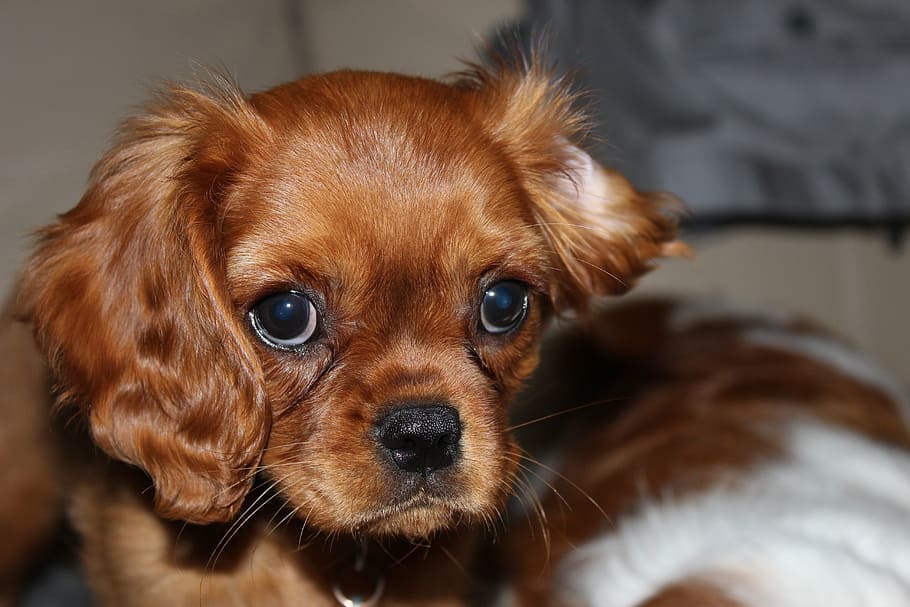 spaniel, cavalier, dog, cute, adorable, purebred, brown, funny dog HD wallpaper