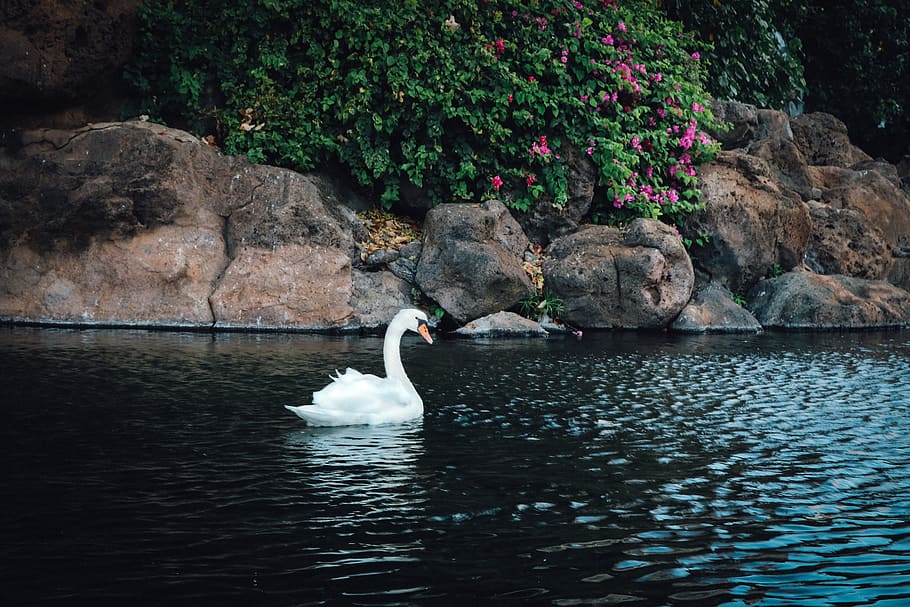 white swan in body of water, bird, animal, nature, wildlife, feather