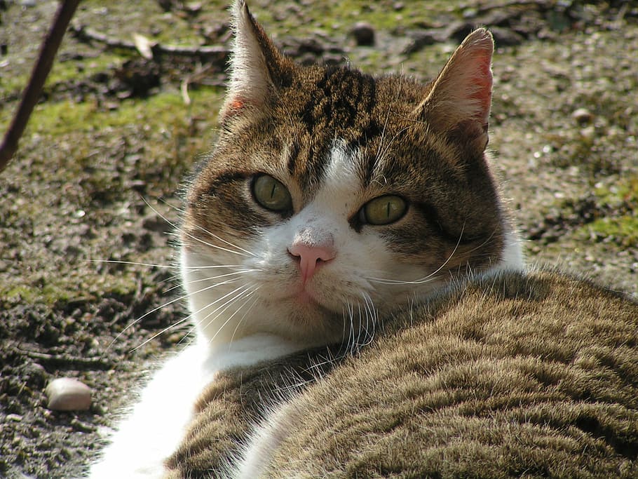cat, cat face, head, animals, pet, feline, look, kitten, face cat HD wallpaper