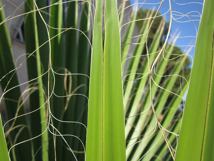 palm, leaf, green, structure, palm leaf, fan palm, frond, mediterranean HD wallpaper