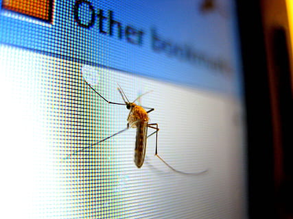 macro photography of house mosquito, Insect, Pest, Fly, Parasite HD wallpaper