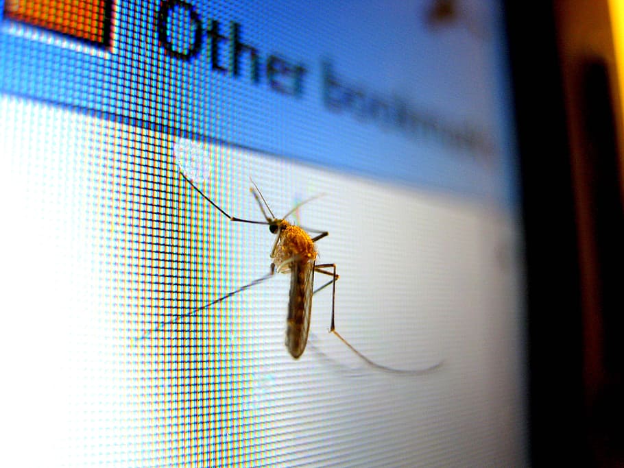macro photography of house mosquito, Insect, Pest, Fly, Parasite HD wallpaper