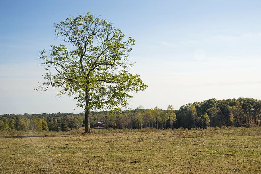 tree, grass, blue sky, landscape, nature, green, garden, plant HD wallpaper