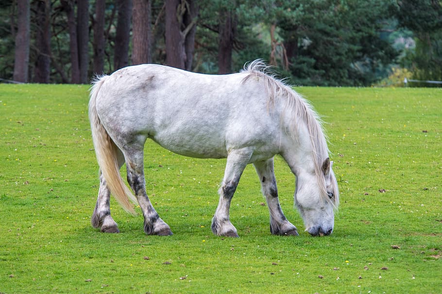 white horse on grass, Horse, Grass, Grass, Green, background, HD wallpaper