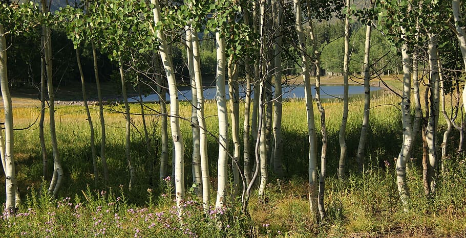 birch trees, nature, forest, grass, quaken asp glade, meadow HD wallpaper