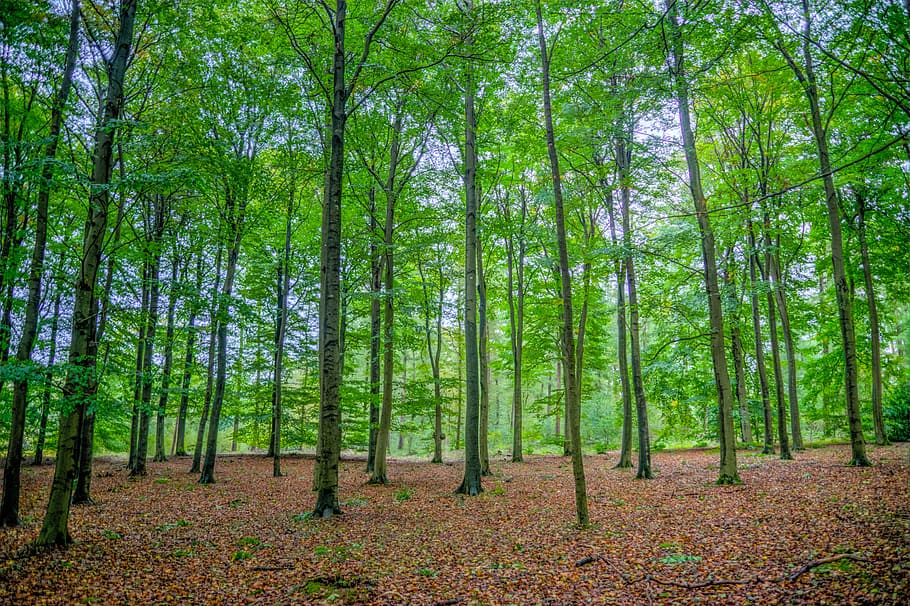 tall green leafed trees during daytime, forest, beech, wood HD wallpaper