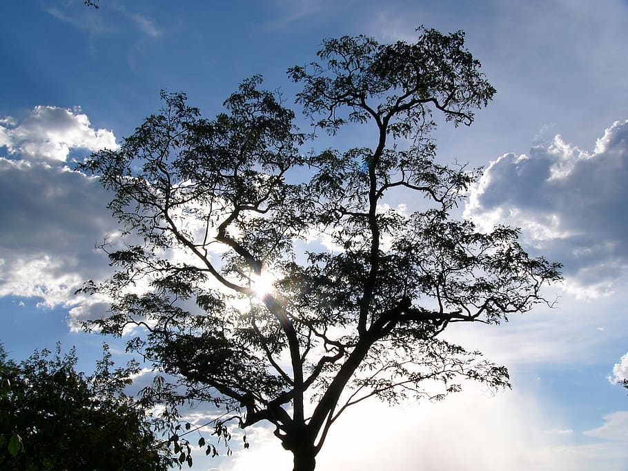 tree, nature, sky, landscape, trees, branch, waterfall, adventure worlds de HD wallpaper