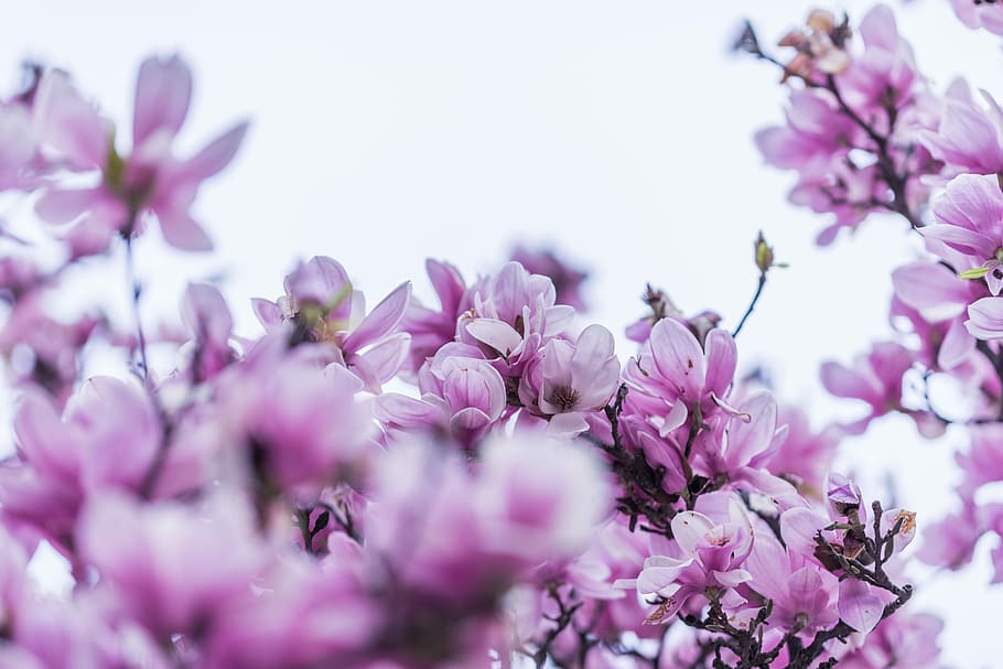 selective focus photography of purple petaled flowers, purple flowers HD wallpaper