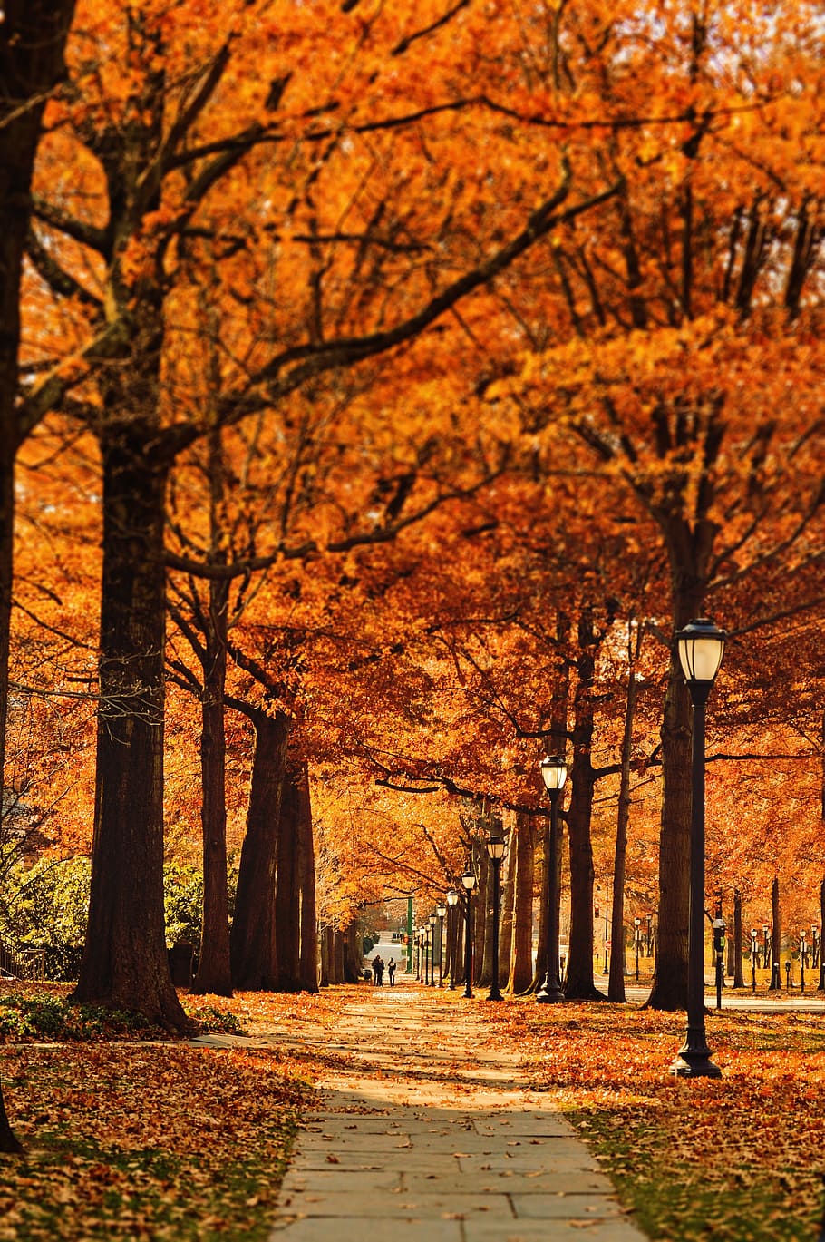 concrete road under tress, street, pathway, leaf, fall, autumn HD wallpaper