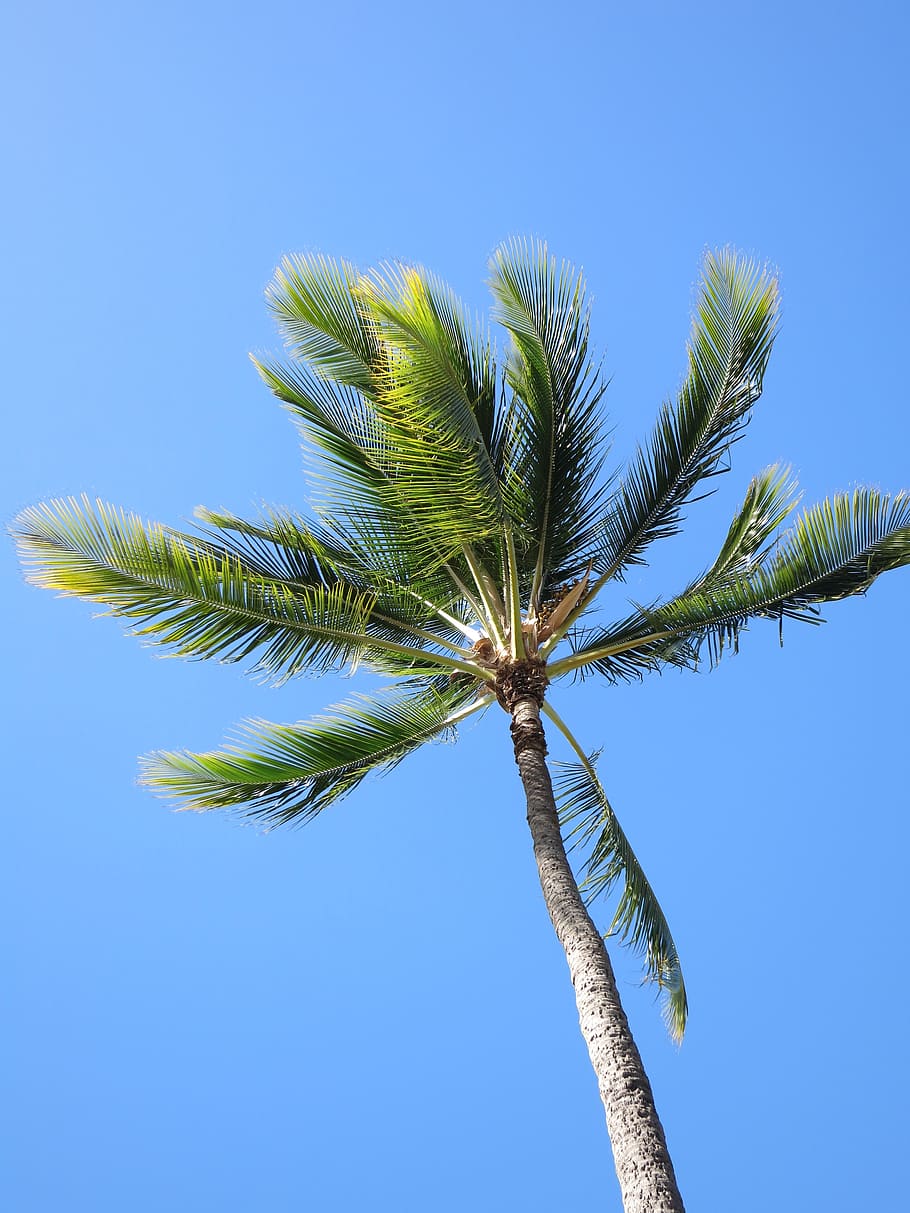 palm, tree, blue, sky, nature, summer, palm Tree, outdoors HD wallpaper