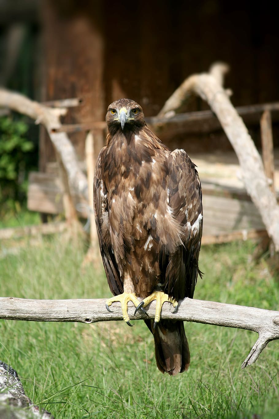 aquila, predator, feathers, laying, bird of prey, falconry HD wallpaper