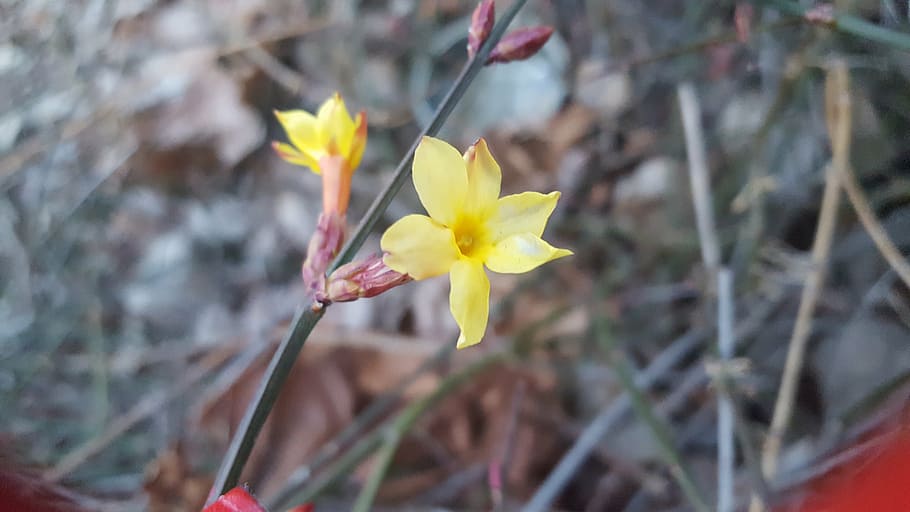 forsythia, flowers, spring, yellow, nature, plant, petal, flower Head HD wallpaper