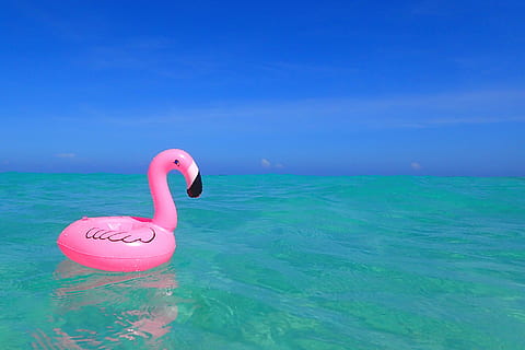 pink inflatable floating flamingo on body of water, swan, bird HD wallpaper
