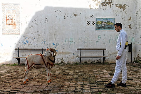 bock, mutton, sheep, horns, alger, kasbah, north africa, old town HD wallpaper