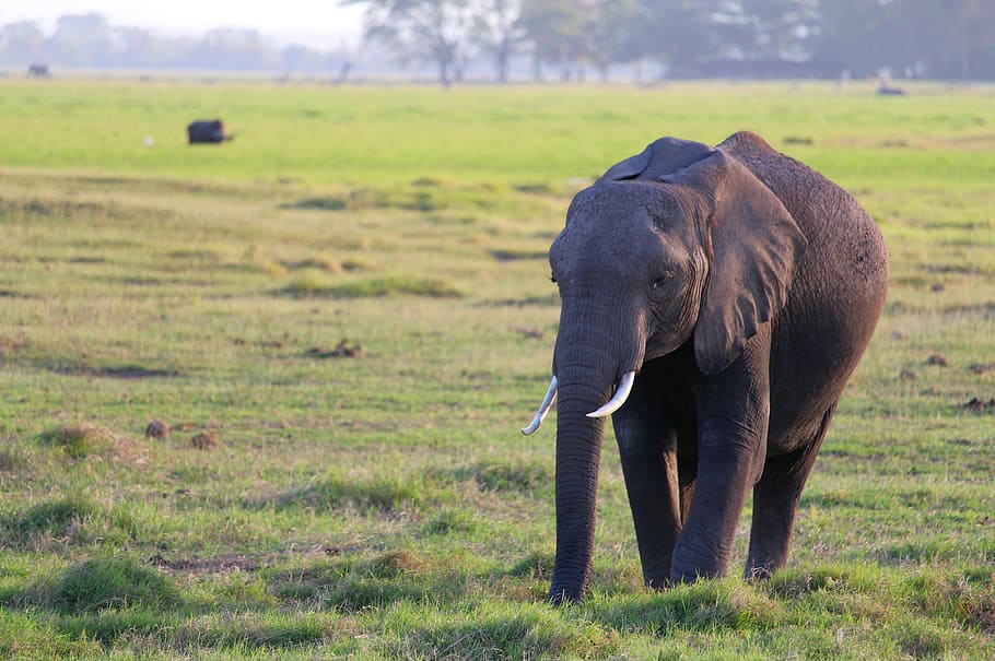 elephant, amboseli, meadow, animal themes, mammal, animal wildlife HD wallpaper