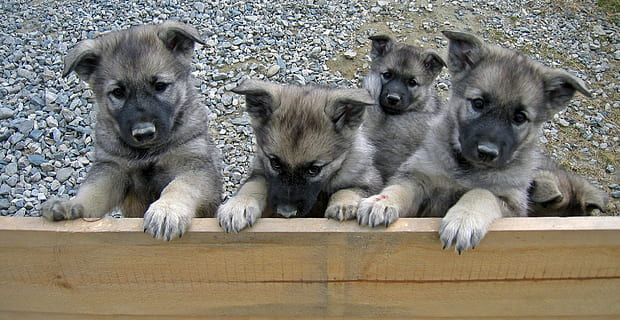 do swedish elkhound howl