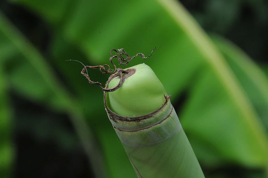 banana, leaf, curled, tree, green color, animal themes, close-up HD wallpaper