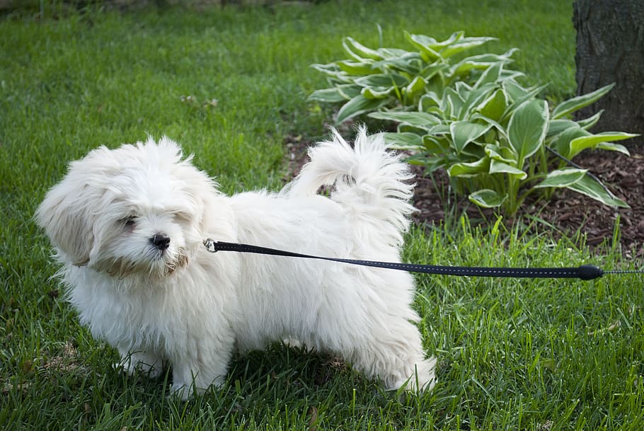 dog, puppy, yard, leash, pet, cute, animal, canine, white, adorable, HD wallpaper