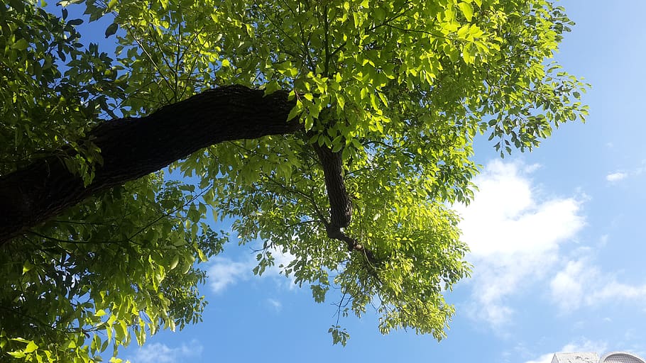 tree, nature, leaf, branch, wood, leafy, sun, outdoors, summer HD wallpaper