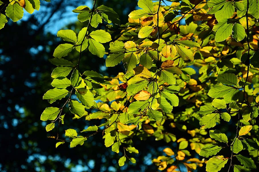 leaves, tree, autumn, october, green, colorful, leaf coloring HD wallpaper