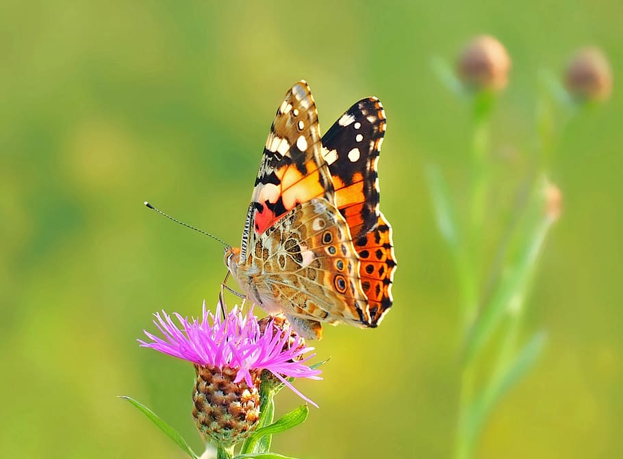focused photo of a brown butterfly on purple petaled flower HD wallpaper
