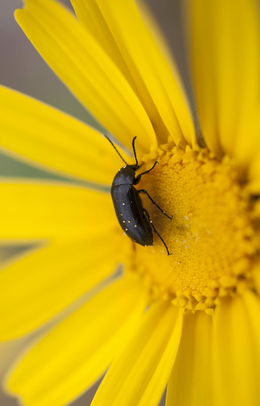closeup photography of brown bug on flower, closeup photography of black beetle perched on yellow flower HD wallpaper
