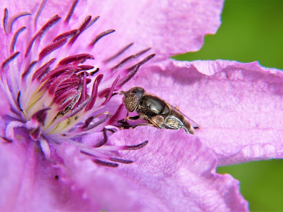 hoverfly perched on purple petaled flower closeup photography HD wallpaper