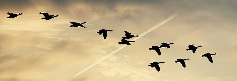flock of canada geese silhouette photography, sky, clouds, flightless geese HD wallpaper