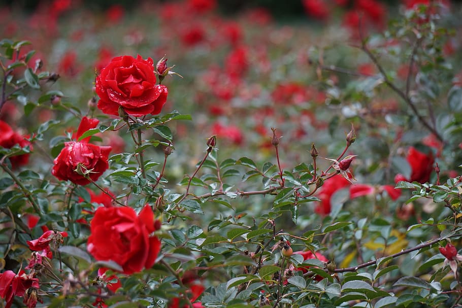 Bokeh, Florets, Roses, Flower, red, nature, plant, outdoors HD wallpaper
