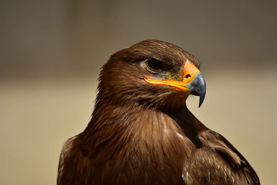 brown hawk, eagle, bird, predator, animal, power, majestic HD wallpaper