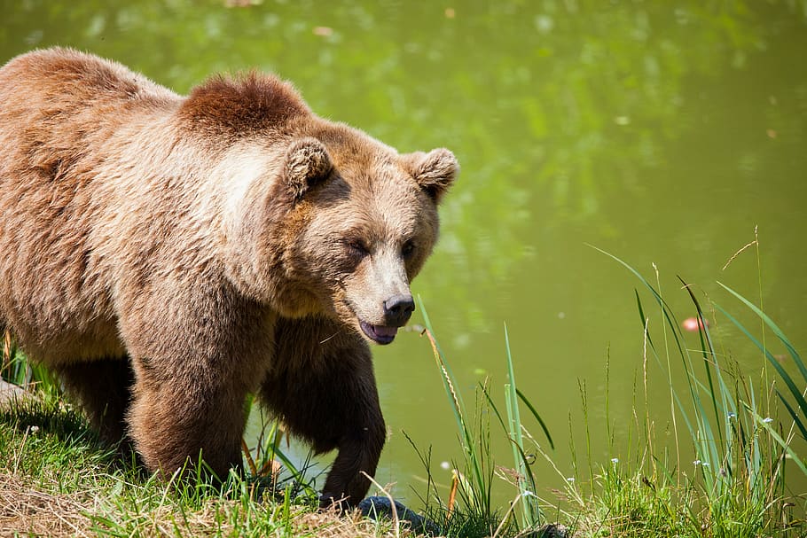 grizzly bear near body of water, bavarian bear, wild, animal portrait HD wallpaper