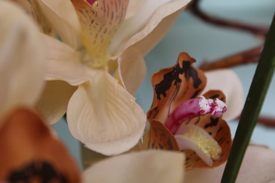flower, plant, macro, close, nature, plant close up, women HD wallpaper