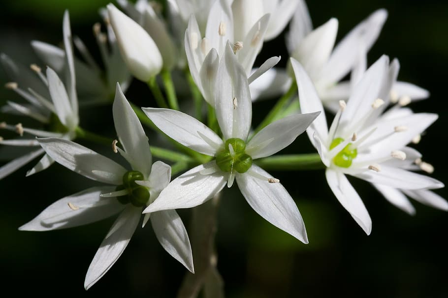 bear's garlic, allium ursinum, inflorescence, forest, wild vegetables, HD wallpaper