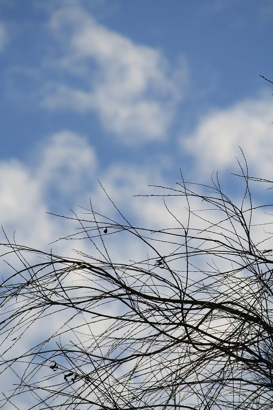 sky, branches, clouds, cloud - sky, no people, nature, beauty in nature HD wallpaper