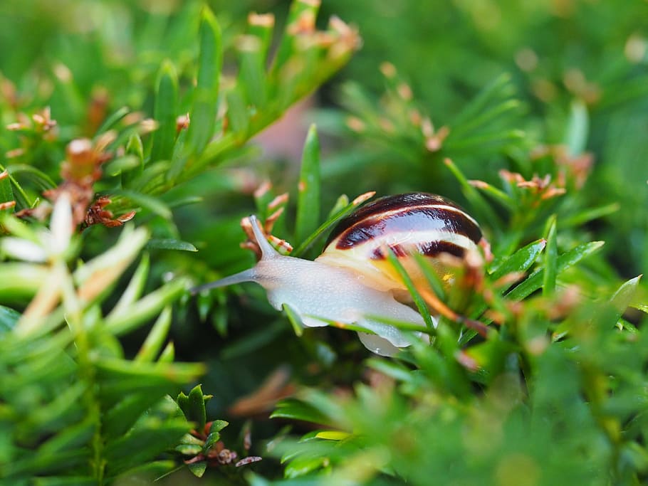 snail, garden, shell, mollusk, animal, nature, slowly, macro HD wallpaper