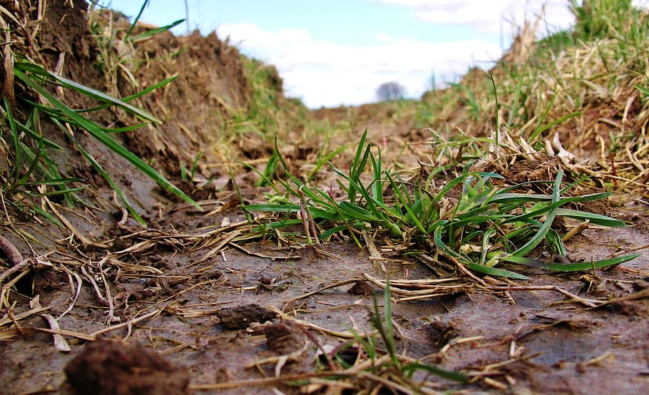 lane, furrow, close, grass, plant, nature, land, day, growth HD wallpaper